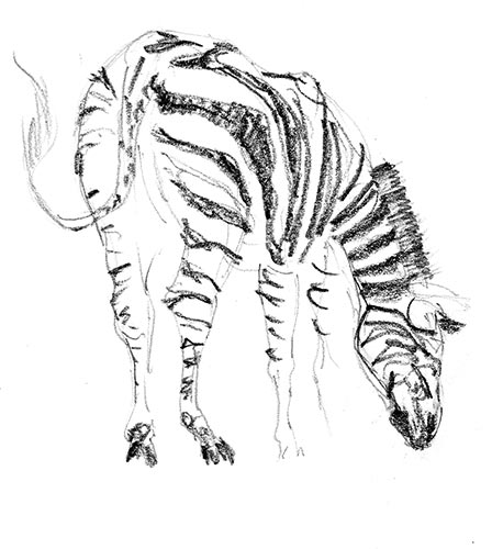 Zebra